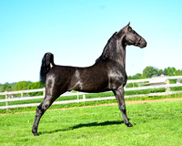 aaronesh_4880