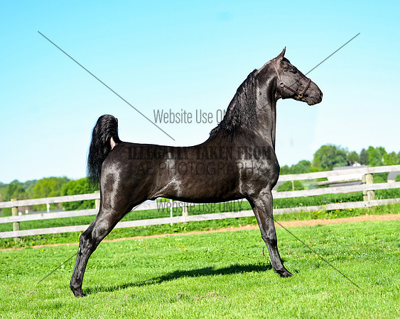 aaronesh_4880