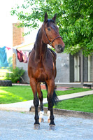 abeiler_9963