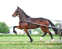 abeiler_8275
