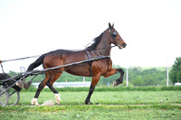abeiler_8345