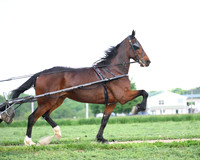 abeiler_8350