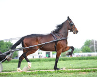 abeiler_8355