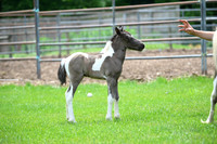 AJB_1062