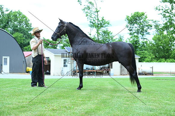 AJB_0589
