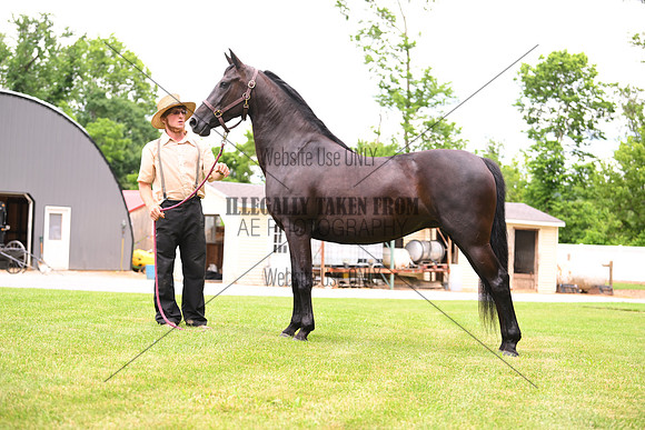 AJB_0595