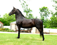 lfisher_0590-horse corral