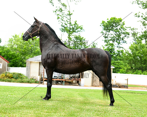 lfisher_0590-horse corral