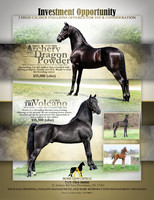 Stallion Ad -8-5-26