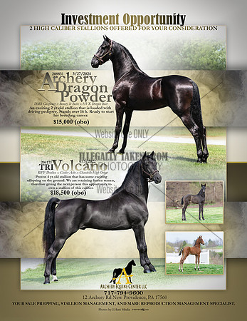 Stallion Ad -8-5-26