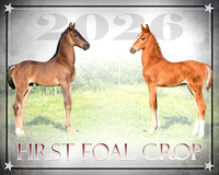 fOAL CROP PICTURE