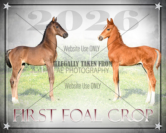 fOAL CROP PICTURE