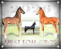 fOAL CROP PICTURE-2