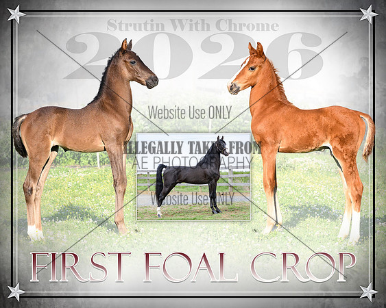 fOAL CROP PICTURE-2