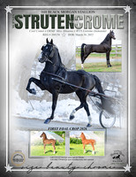 Strutinwithchrome