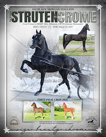 Strutinwithchrome