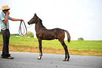 AJB_2553