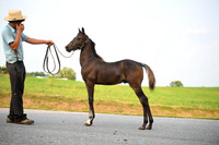 AJB_2554