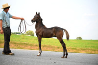 AJB_2556