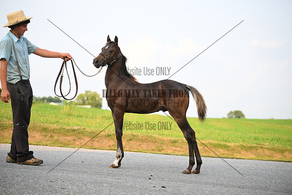 AJB_2556