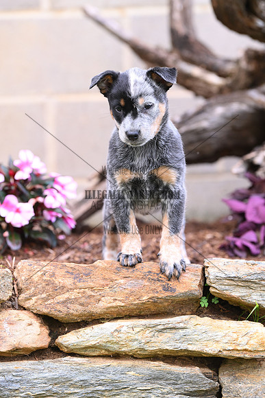 AJB_0609