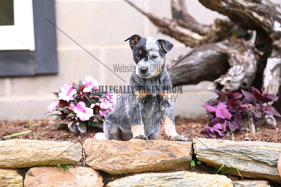 AJB_0618