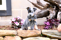 AJB_0619