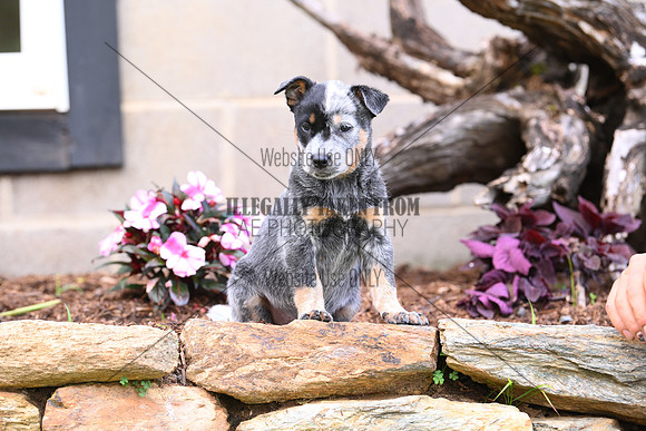 AJB_0619