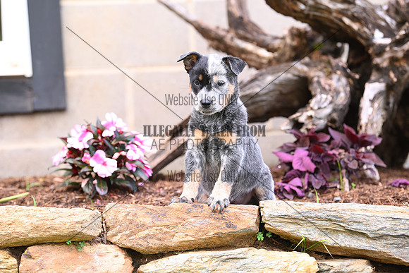 AJB_0620