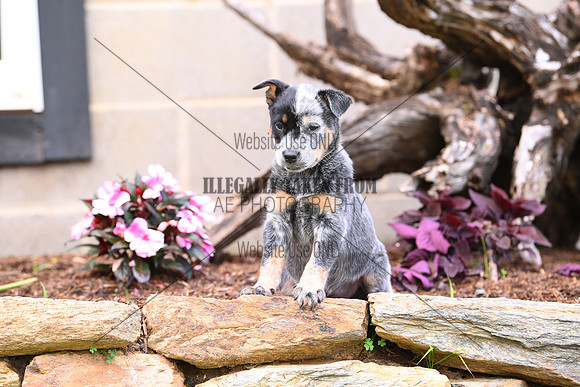 AJB_0621