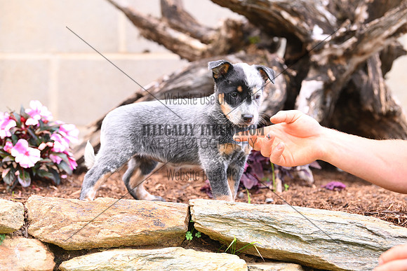 AJB_0629