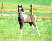 2026foal_8895