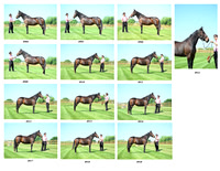 4th Horse