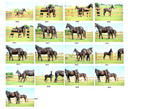 5th horse