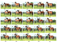 6th Horse