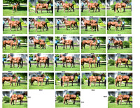 7th horse