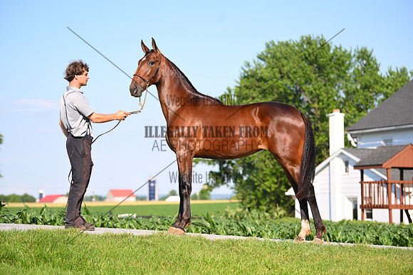 AJB_0794