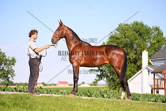 AJB_0799