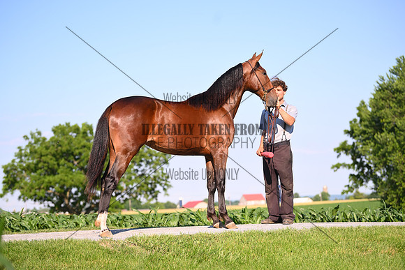 AJB_0817