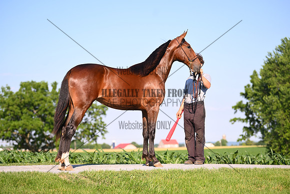AJB_0822