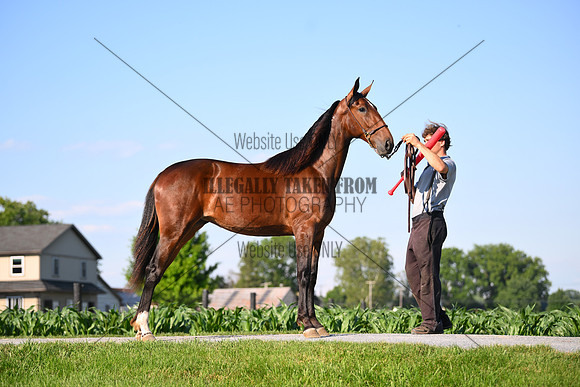 AJB_0828