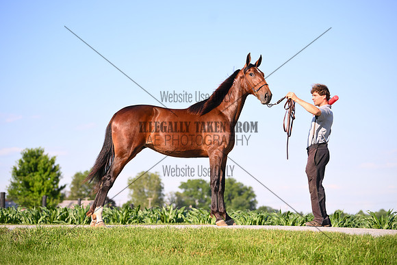 AJB_0831