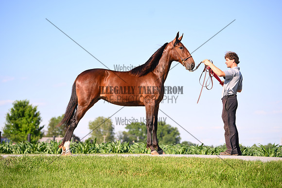 AJB_0833