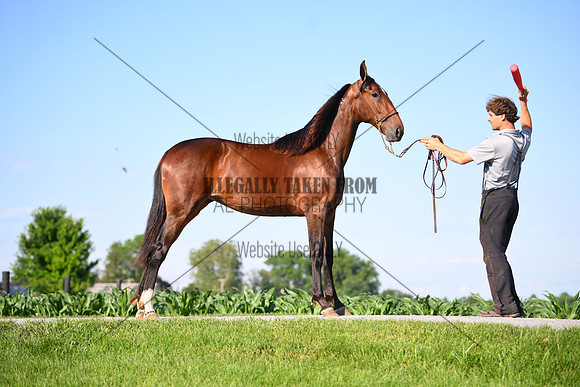 AJB_0836