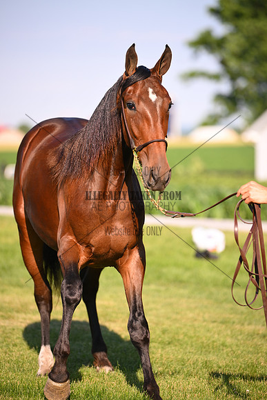 AJB_0843