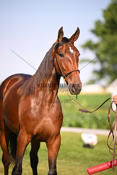 AJB_0845