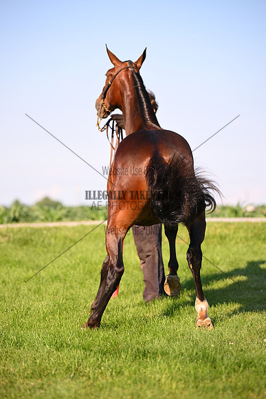 AJB_0853