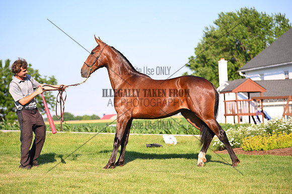 AJB_0854
