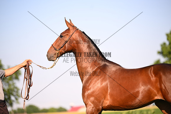 AJB_0856