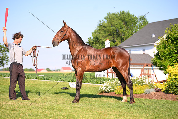 AJB_0863